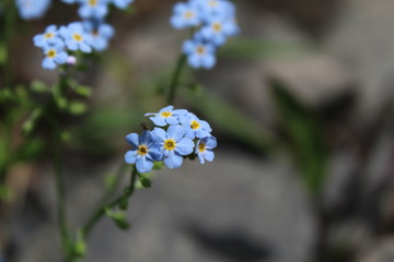 Beautiful Blue Forget-Me-Nots