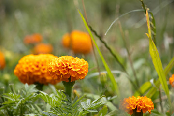 Orange Flowers in the Garden