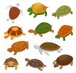 Turtle vector cartoon seaturtle character swimming in sea and tortoise in tortoise-shell illustration set of reptile animal hiding in turtle-shell isolated on white background