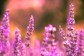 Field of Purple Lavender
