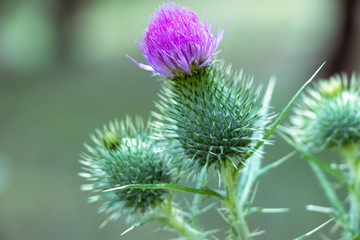wild thistle flower