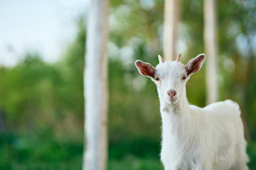 Obraz premium goat on the meadow