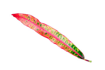 Croton leaf Isolated on white background. Croton : beautiful ornamental plants with colorful leaves.