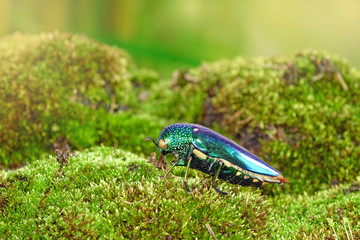 Beetle : Jewel beetles or metallic wood-boring beetles, One of the World's most beautiful insects with their iridescent colors and brilliant metallic colors from the forest of Thailand.