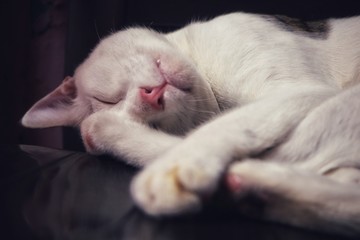 Fototapeta na wymiar cat sleeping click by @raju jaswani