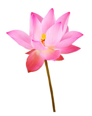 Pink lotus flower isolated with clipping paths