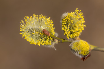 willow buds close up