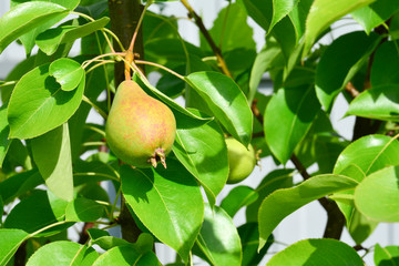 Ripening red pear on a tree in the garden.Fruit tree with unripe fruits. Natural background. Copy space.