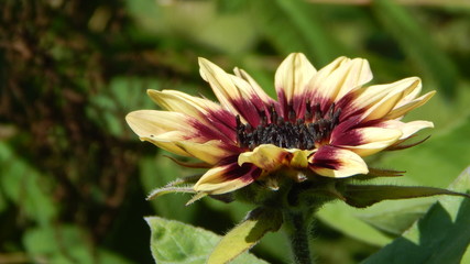  decorative sunflower whit bee in the garden