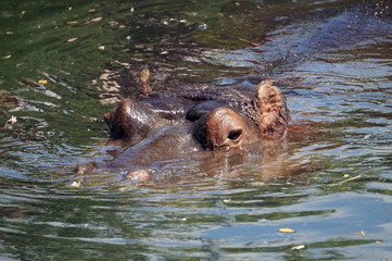 Hippopotamus/ hippo swimming - visible head