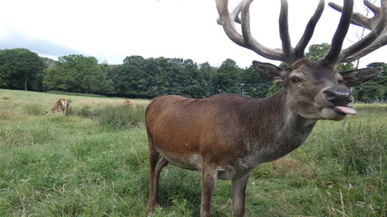 Naklejka na ściany i meble Red deer stag saying hello in an English meadow on a summers day in Essex