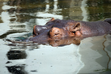 Hippopotamus/ hippo swimming - visible head