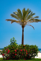 Fototapeta premium palm trees and blue sky