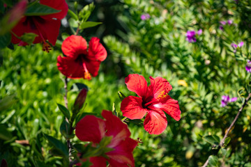 Red hibiscus from the garden summertime from Gandia