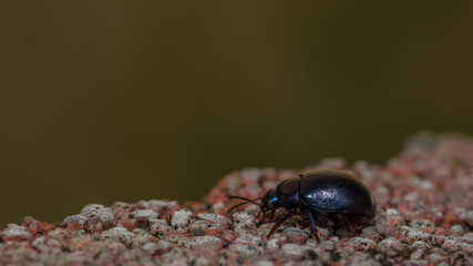 Himmelblauer Blattkäfer auf buntem Kies