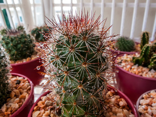 Round cactus caps dotted with thorns.