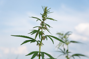 cannabis plant on background of blue sky