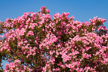 Pink flowering tree from Mediterranean sea from Gandia-Spain