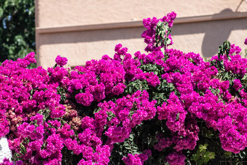 Fototapeta na wymiar pink fence summertime from Gandia-Ibiza