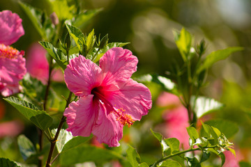 Pink flower in the garden from Gandia_Spain