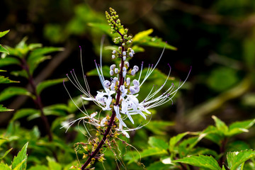Colorful flower blooming in the field.
