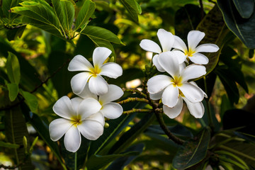 Naklejka premium White plumeria on Plumeria leaves background.