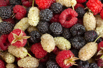 Raspberry mullbery and cumberland fruits