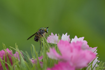 bee on flower