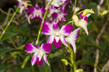 Close up of beauty pink orchid flower