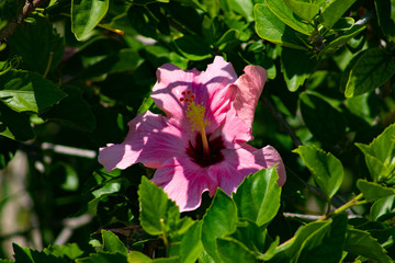 Pink hibiscus from Gandia-Valensia-Spain