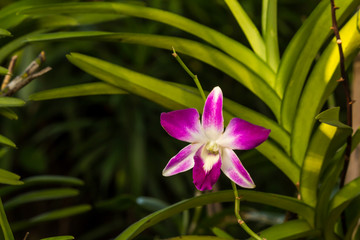 Close up of beauty pink orchid flower