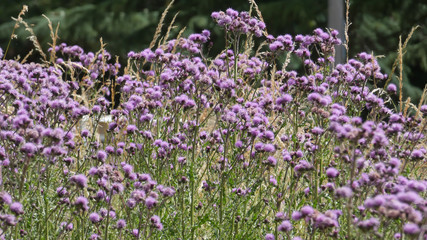 Obraz premium Thistle and thorn in the night of a summer solstice in England, Essex