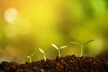 Planting trees showing the growth of trees.