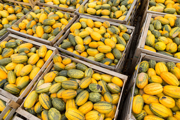 Dynie © Grzegorz Targosz