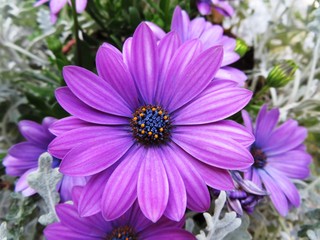 Obraz premium purple african daisy in the garden