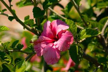 Pink flowers in the summer garden-Hibiscus