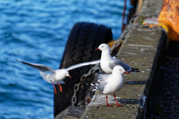 Three seagulls standing on the concrete edge of a pier