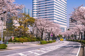 桜が満開の横浜・さくら通りの風景