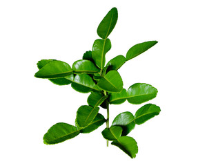 Obraz premium Kaffir lime leafs a drop of water isolated on white background. Leafs of bergamot. Sharp and high resolution image.