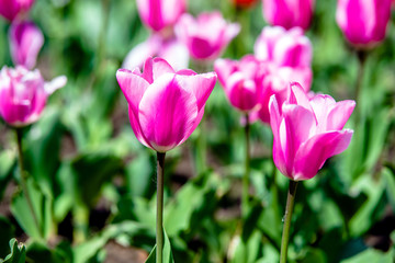 Pink tulips grow on a green natural background 