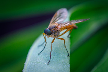 fly on leaf