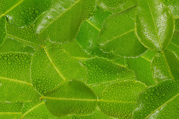 Kaffir lime leafs a drop of water.The collection of bergamot leafs. Sharp and high resolution image.Wallpaper.  - obrazy, fototapety, plakaty