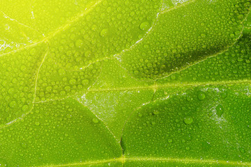 Kaffir lime leafs a drop of water.The collection of bergamot leafs. Sharp and high resolution image.Wallpaper. 