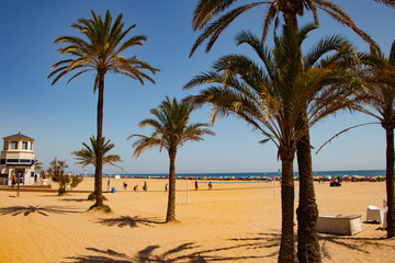 Fototapeta na wymiar Summertime from Spain view to the palms-Gandia