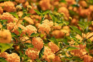 Yellow flowers from Mediterranean sea-Spain