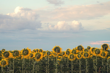 Obraz premium Sunflower field. Beautiful evening view of the cloudy horizon. Scenic countryside view