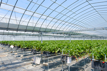 ハウス栽培のいちご　苺　果物　ビニールハウス