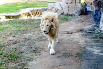 Fototapeta premium Beautiful wild animal white african lion in Al Ain zoo, Safari Park, Al Ain, United Arab Emirates