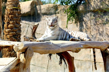 Beautiful wild animal Bengal white tiger (bleached tiger), in Al Ain  Zoo, Safari Park, Al Ain, United Arab Emirates