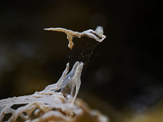 Antenna of a ghost melibe nudibranch (Divesite: Pulau Bangka, North Sulawesi/Indonesia)